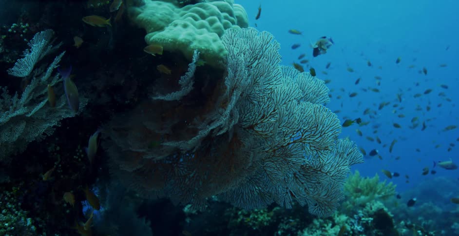 Fish swimming underwater in the ocean next to a coral plant in a coral reef