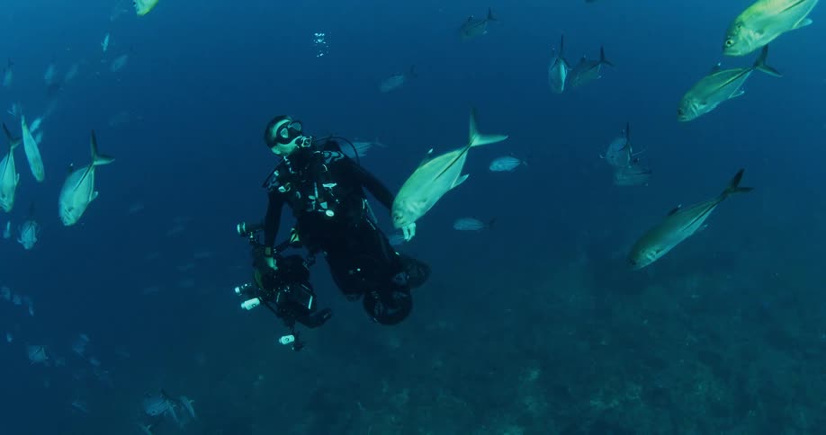 Fish swimming around a scuba diver in deep blue ocean water