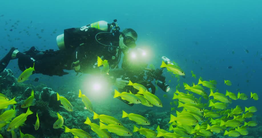 A scuba diver is underwater filming a school of fish with a camera