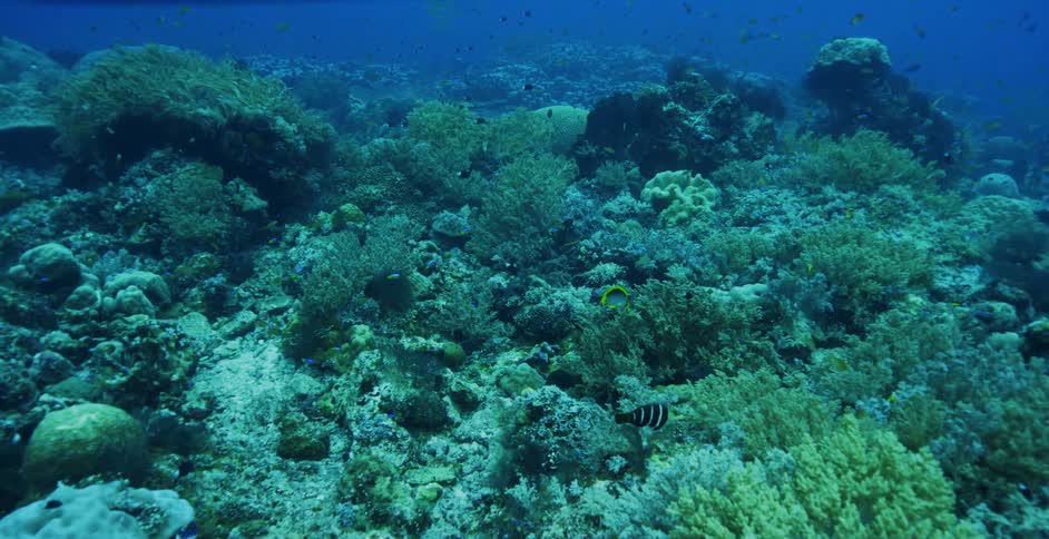 Fish swimming under water