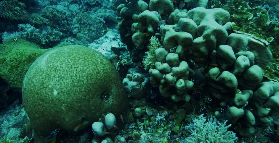 Underwater close up of coral reef with fish swimming