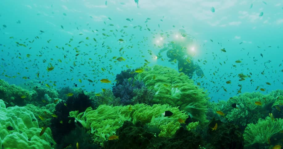 A person scuba diving underwater with a coral reef and fishes