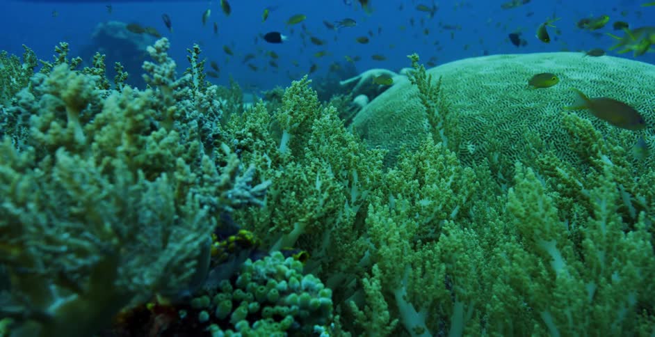 School of fish swimming above the algae on the bottom of the blue ocean waters