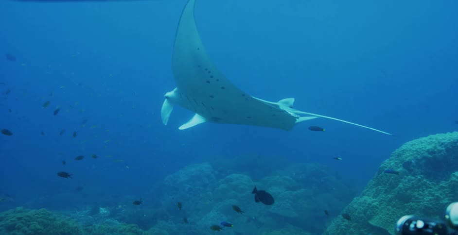 A manta ray is swimming underwater near a coral reef with fish