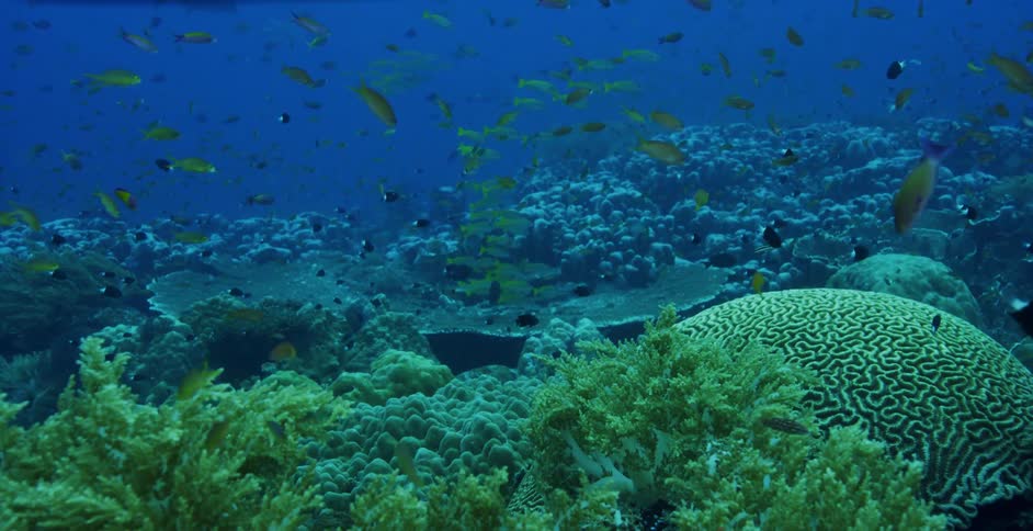 Under water footage of fish swimming in the ocean