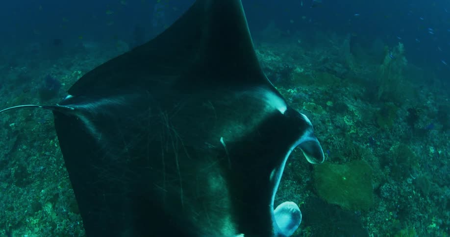 A manta ray swimming over coral reef in an ocean