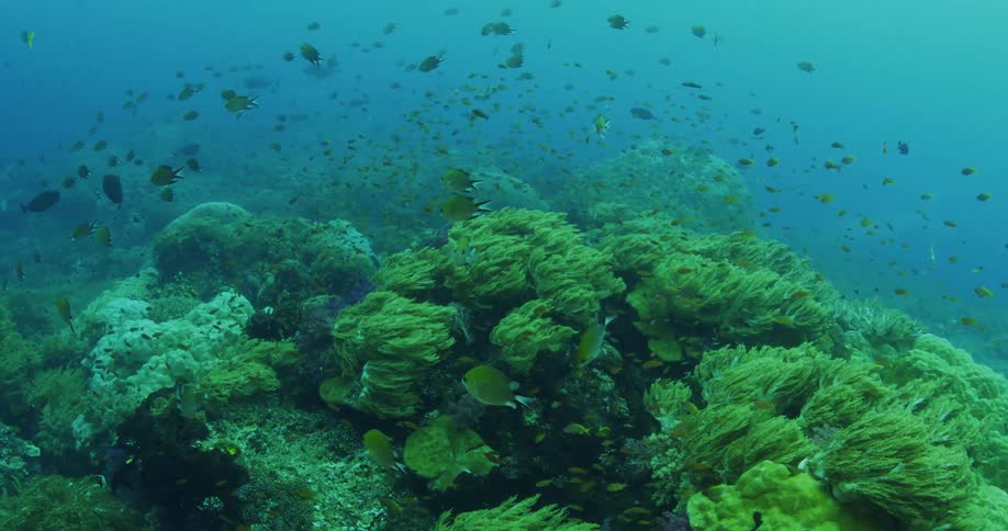 Fish are swimming in the ocean