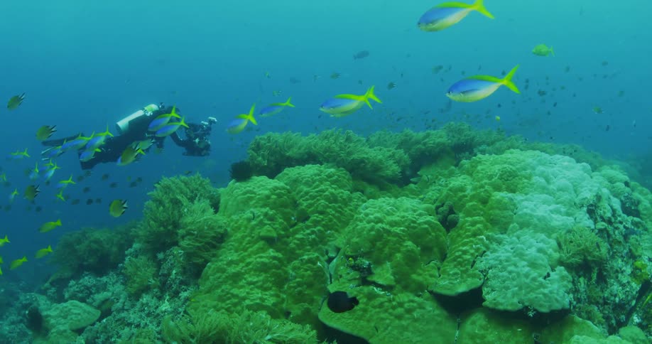 A scuba diver and fish swimming over coral reef in ocean waters