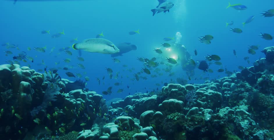 A diver with an underwater camera films the sea life near the sea floor
