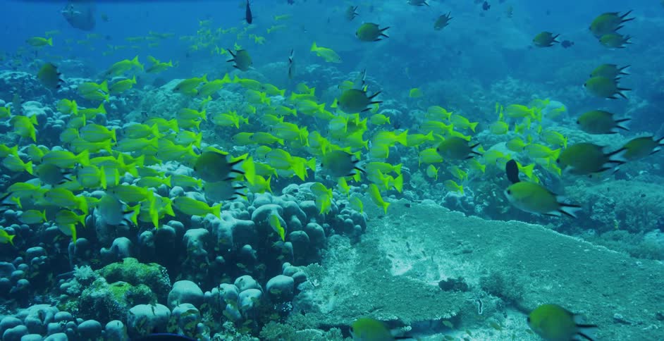 Underwater with yellow school of fish and ocean bottom with rocks and coral