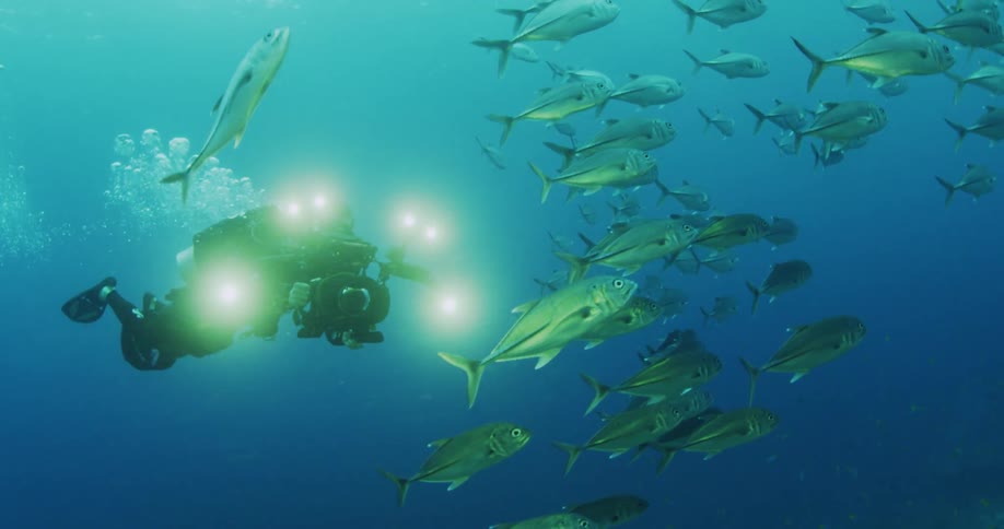 A diver taking pictures of fish under water