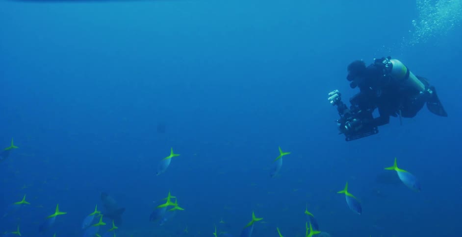 An underwater camera operator films sea life near the sea floor while riding a sea scooter