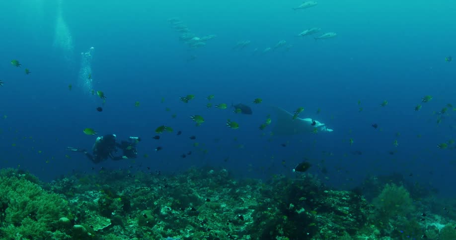 A person scuba diving with a camera underwater with fishes