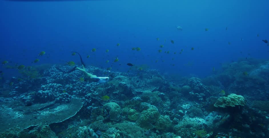 Female scuba diver swims underwater in the ocean next to sea life and a coral reef