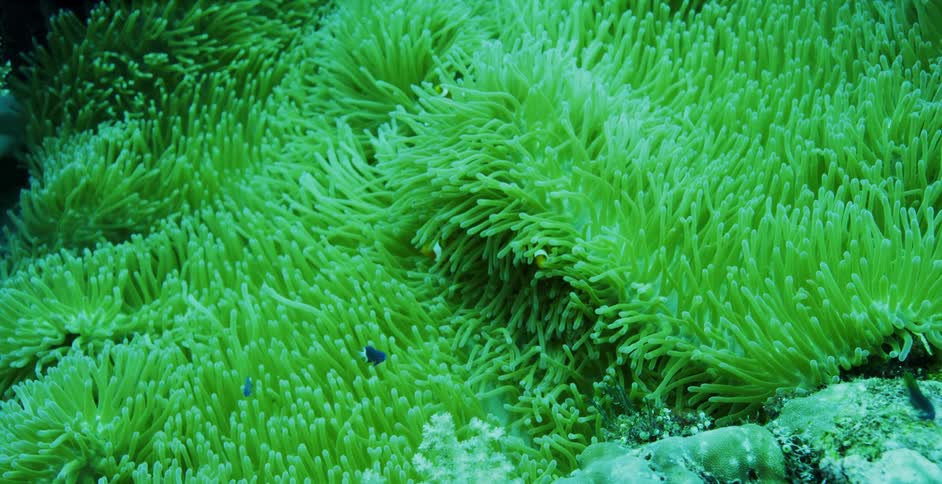Fish swimming over coral reef in ocean waters