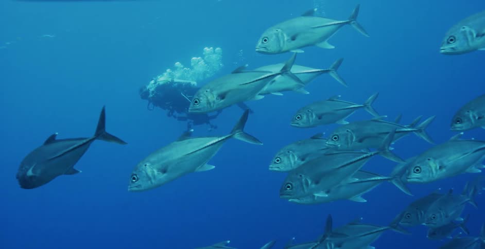 Scuba diver swimming underwater next to a school of fish
