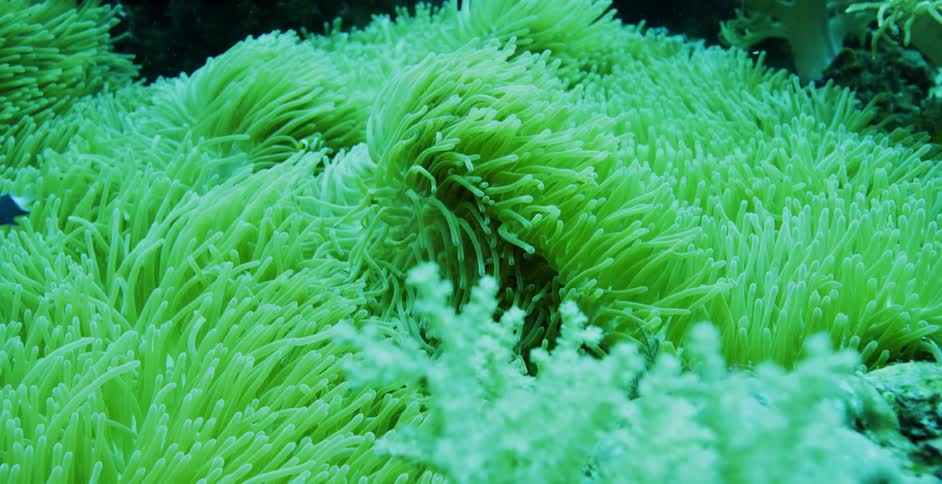 Sea anemone swaying and fish swimming in an underwater habitat