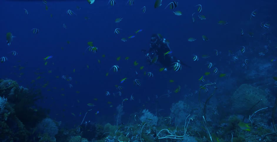 A scuba diver swims underwater with schools of fish over a coral reef