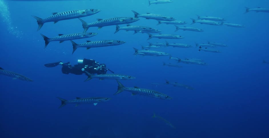 Fish swimming underwater in the ocean next to a scuba diver