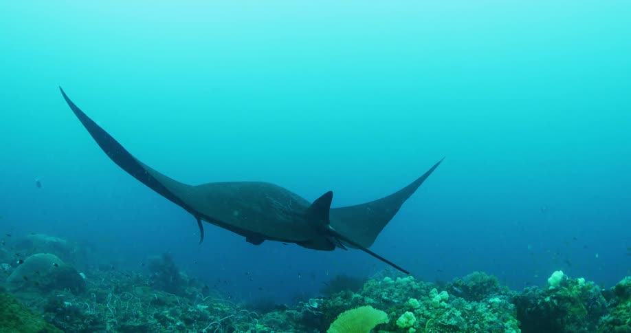 A manta ray underwater in a coral reef