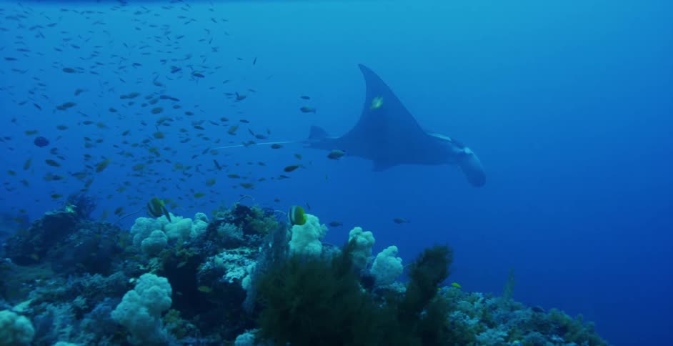 A manta ray swims through a school of fish underwater during the day