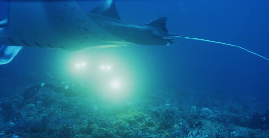 Manta ray swims by scuba divers holding a camera and filming underwater
