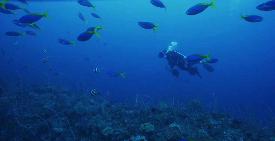 A diver swims among a school of fish