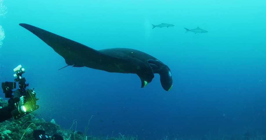An underwater camera operator resting on the sea floor films a manta ray as it swims by