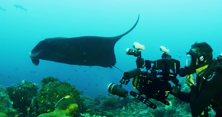 A diver films a manta ray swimming in the ocean