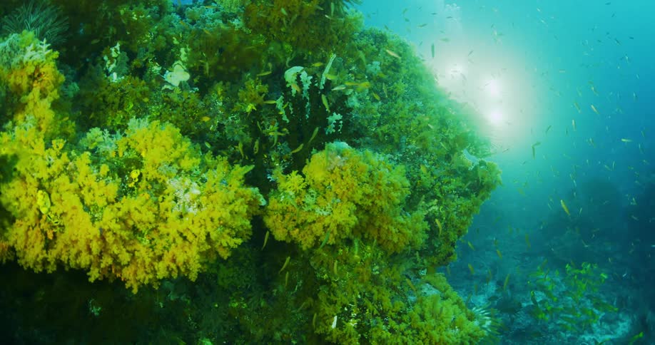 Fish are swimming in the ocean