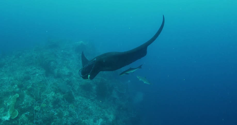 Black ray fish swimming underwater with small fish swimming under it