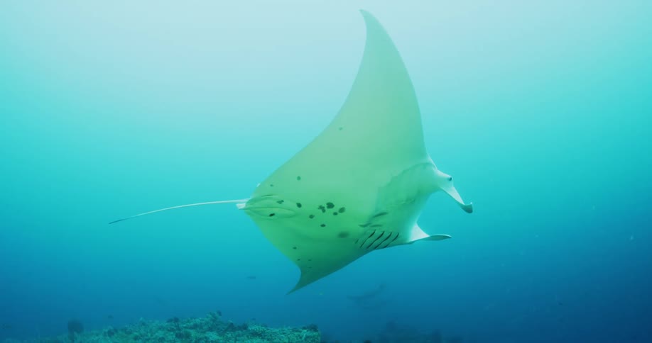 A very large manta ray gracefully drifts under the surface of the ocean