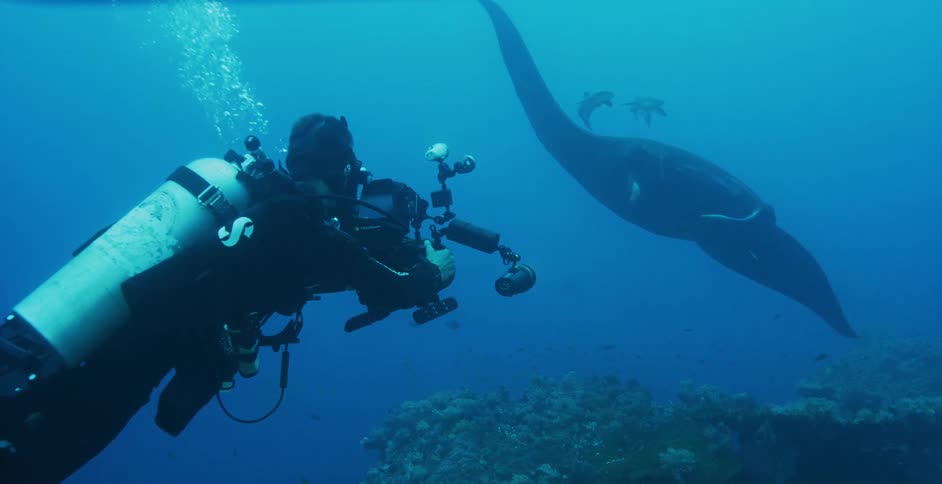 A scuba diver is filming a sting ray under water
