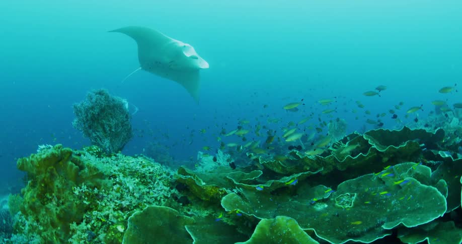Fish and ray fish swimming underwater in the ocean next to a coral reef
