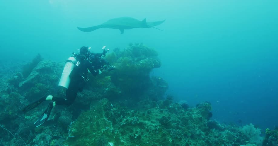 A scuba diver is underwater in the ocean holding a camera viewing a manta ray above a coral reef