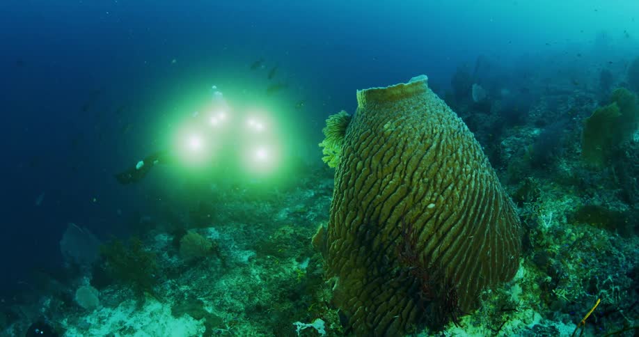 A scuba diver is underwater exploring a coral reef