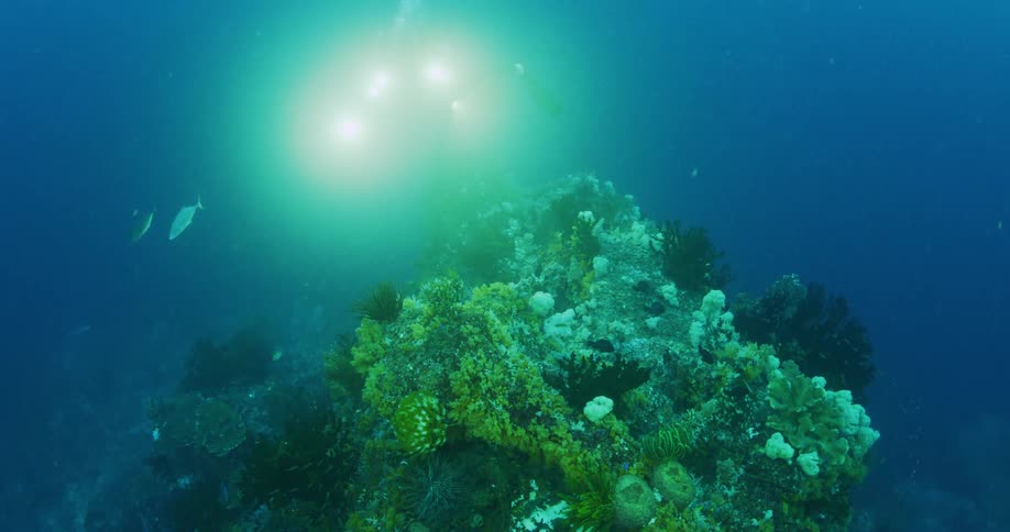 A man scuba diving with a camera underwater with fishes