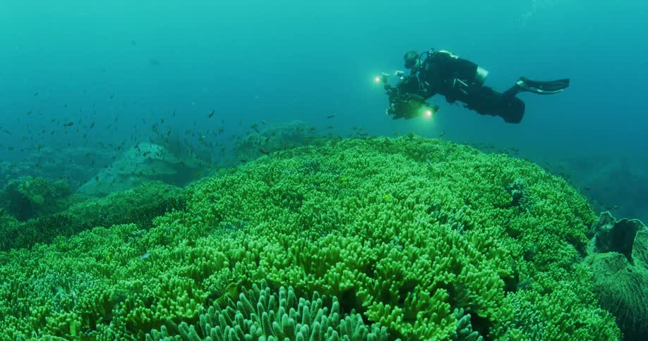 A diver uses an underwater camera to film sea life near the sea floor