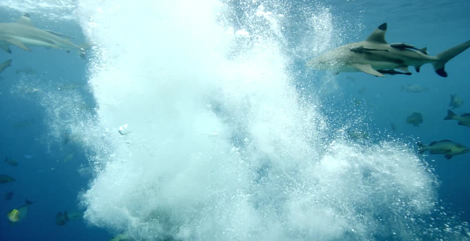 A diver falls into the ocean amid a large group of fish