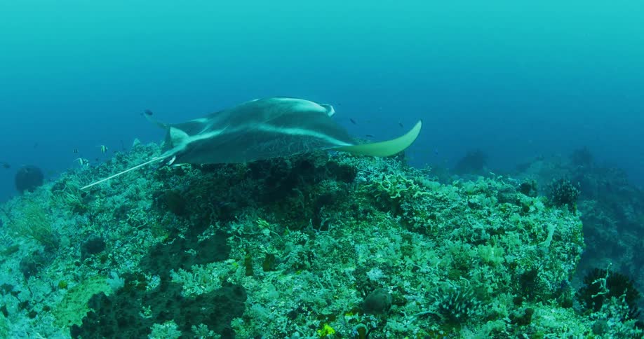 Manta ray hovering over a coral reef underwater in the ocean