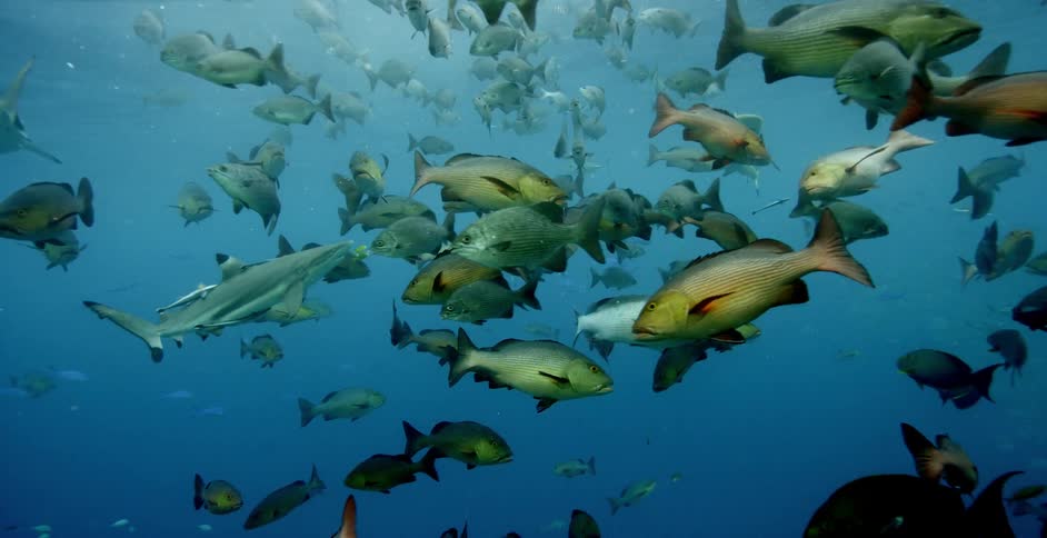 Fish are swimming in the ocean