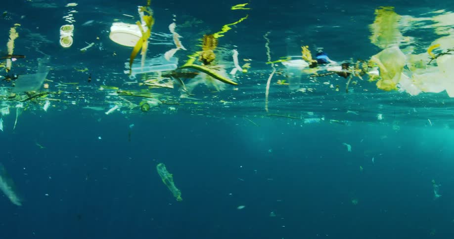 Trash and plant matter float near the surface of a body of water