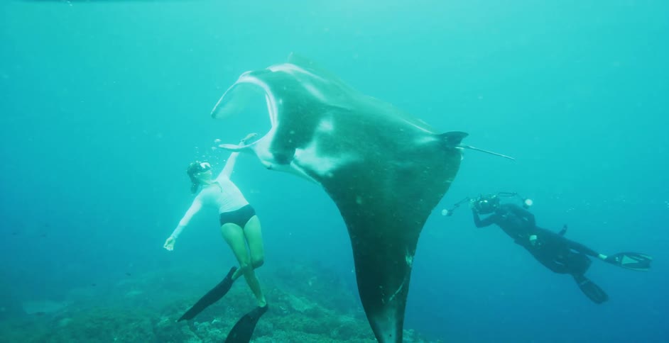 Divers swimming underwater in the ocean taking pictures of a manta ray