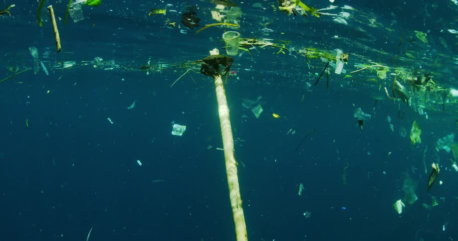 Rubbish floats in the water