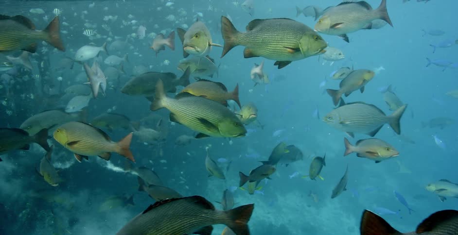 Fish are swimming in the ocean