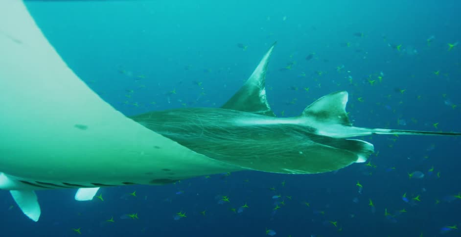 Manta ray swimming under water