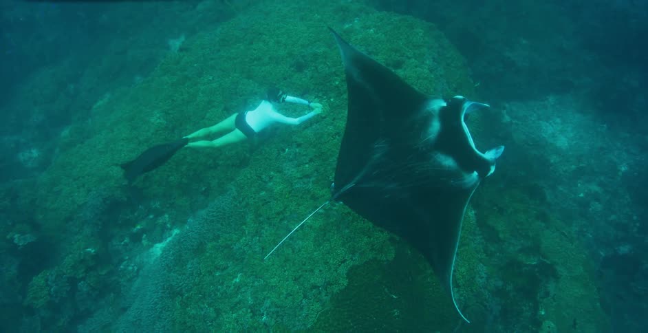 A woman is swimming behind a manta ray underwater