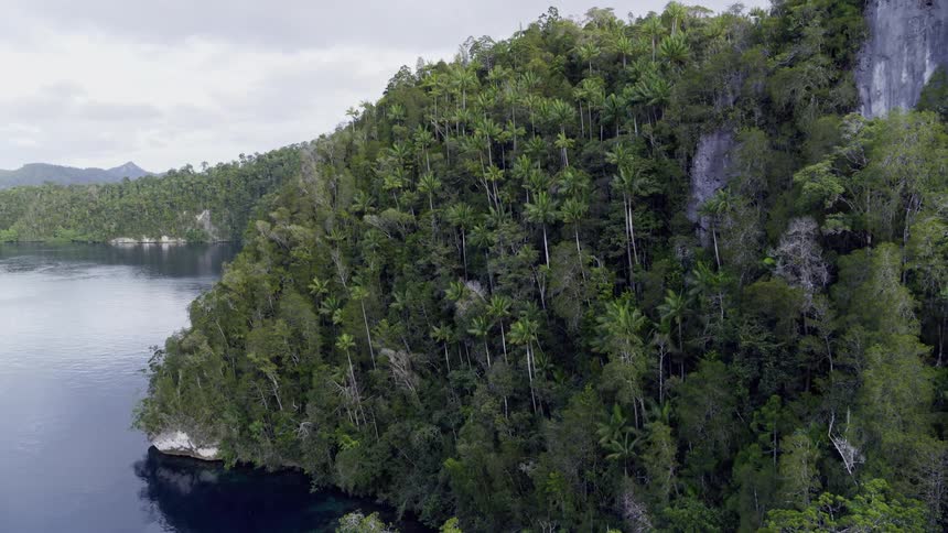 Dense trees cover nearly the entire surface of a promontory in the ocean