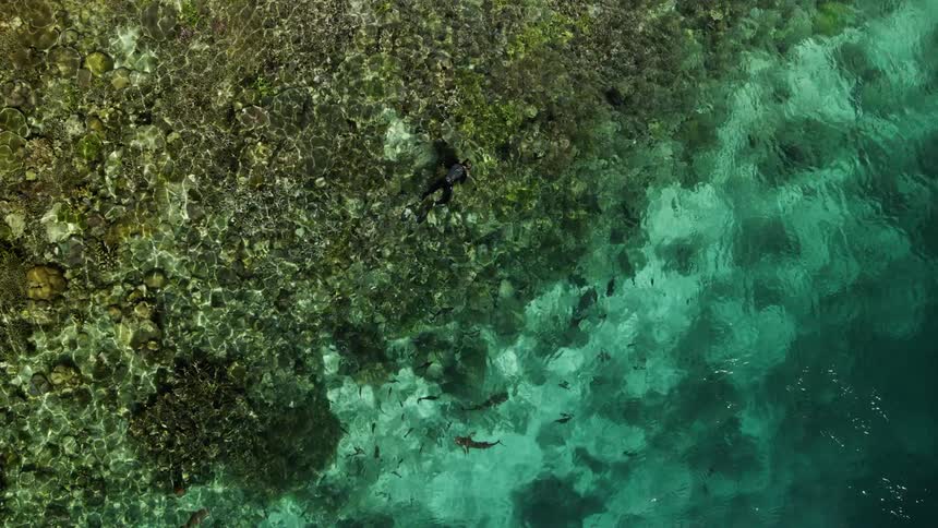 A person is swimming on the ocean surface above a coral reef sharks and fish