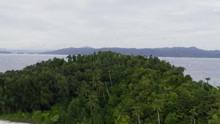A flock of birds flying over palm trees on a tropical island in the daytime